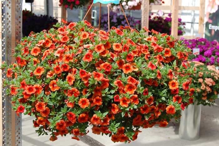 Aloha ''Hot Orange'' - Calibrachoa from Robinson Florists