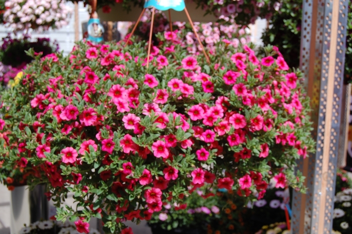 Aloha 'Tiki Hot Pink' - Calibrachoa from Robinson Florists