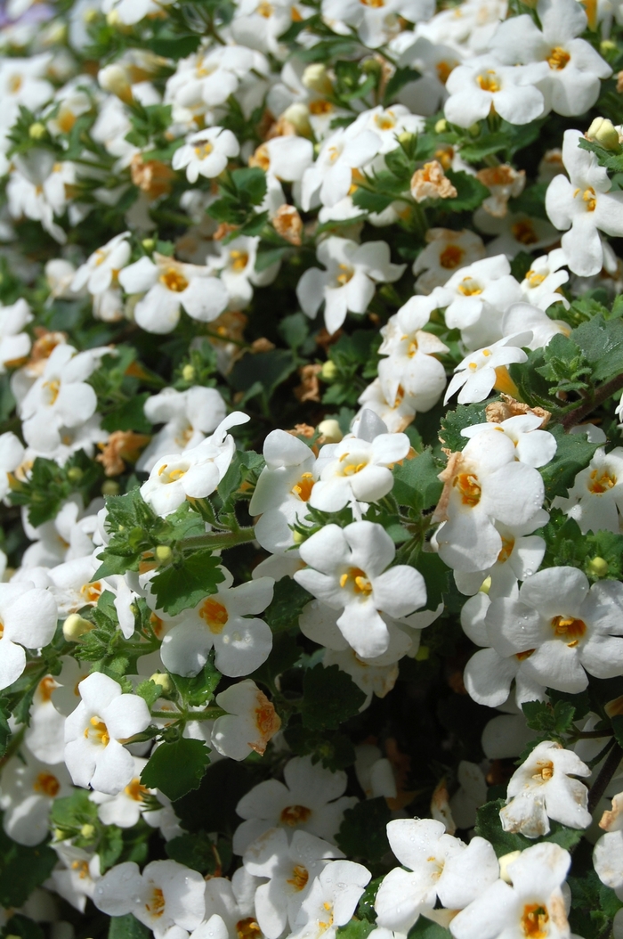 ''Bahia White Night'' Bacopa - Sutera from Robinson Florists