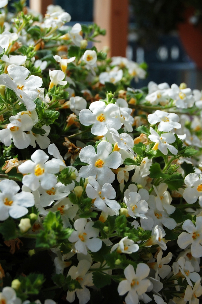 ''Bahia White'' Bacopa - Sutera from Robinson Florists