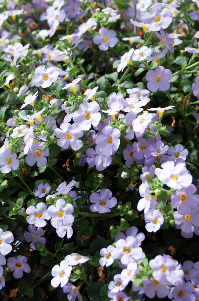 ''Bahia Lavender Blue'' Bacopa - Sutera from Robinson Florists