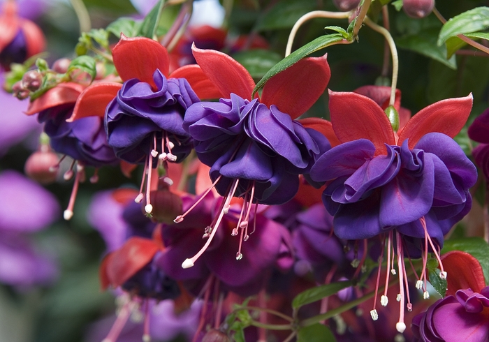 'Ballerina Blue' - Fuchsia from Robinson Florists