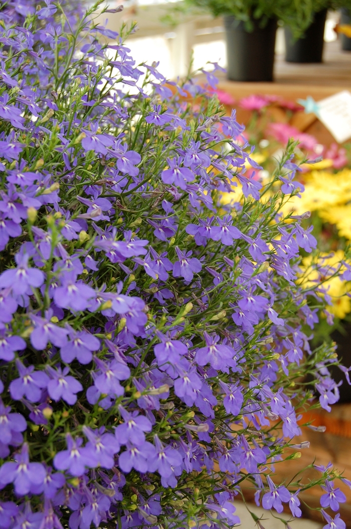 Lobella™ ''Ocean Flash'' - Lobelia from Robinson Florists