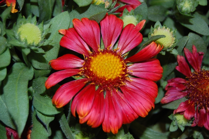 'Arizona Red Shades' Blanket Flower - Gaillardia from Robinson Florists