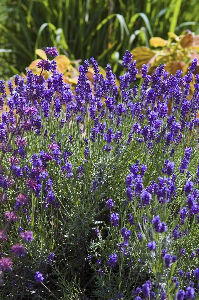 'Hidcote' Lavender - Lavandula angustifolia from Robinson Florists