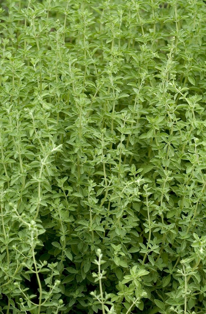 Sweet Marjoram - Origanum majorana from Robinson Florists