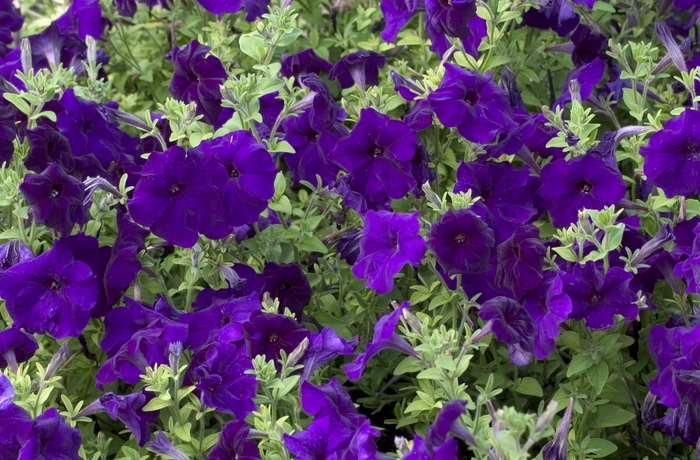 Hurrah™ 'Blue' - Petunia multiflora from Robinson Florists