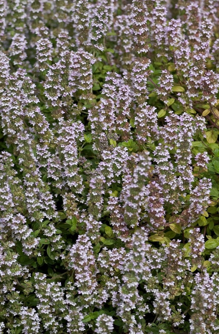 English Thyme - Thymus vulgaris from Robinson Florists