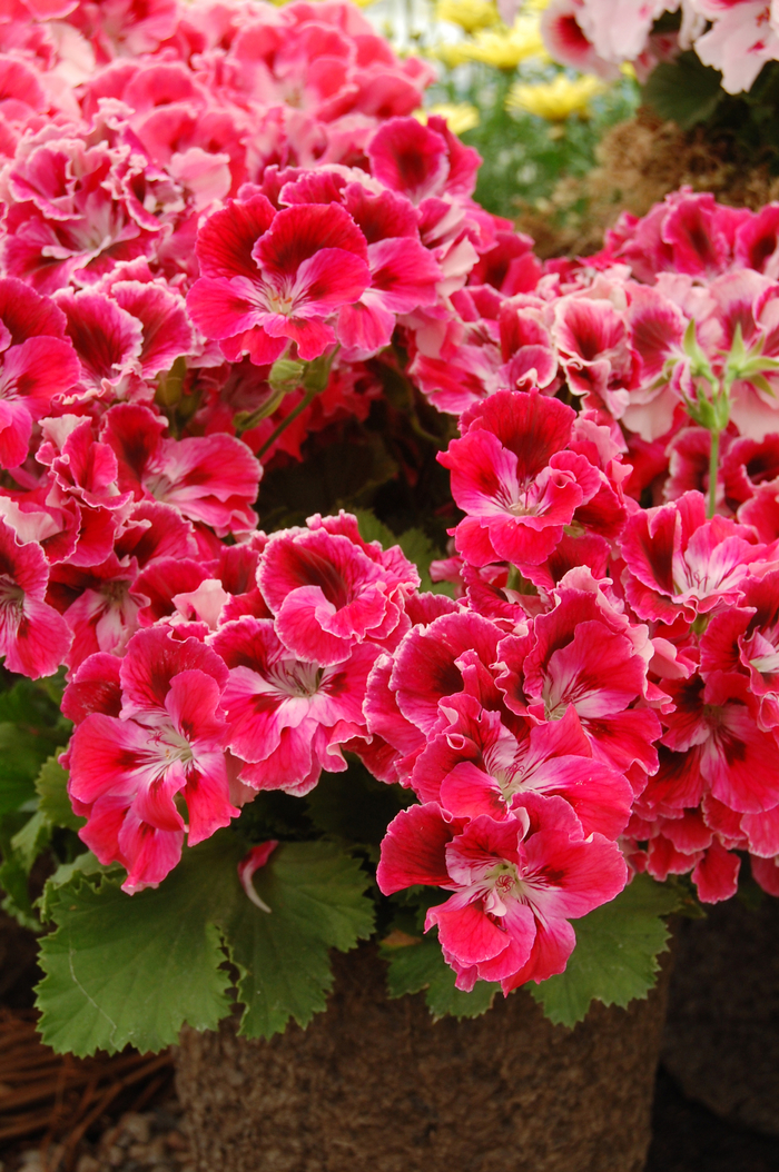 Elegance™ ''Red Velvet'' - Pelargonium x domesticum (Regal Geranium) from Robinson Florists