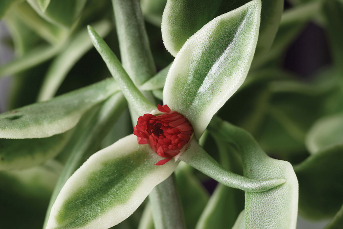 ''Mezoo™ Trailing Red'' - Dorotheanthus bellidiformis from Robinson Florists