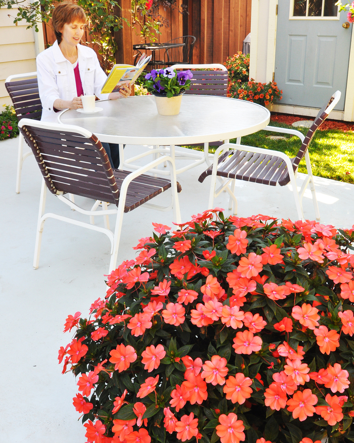 SunPatiens® Corona - Impatiens from Robinson Florists