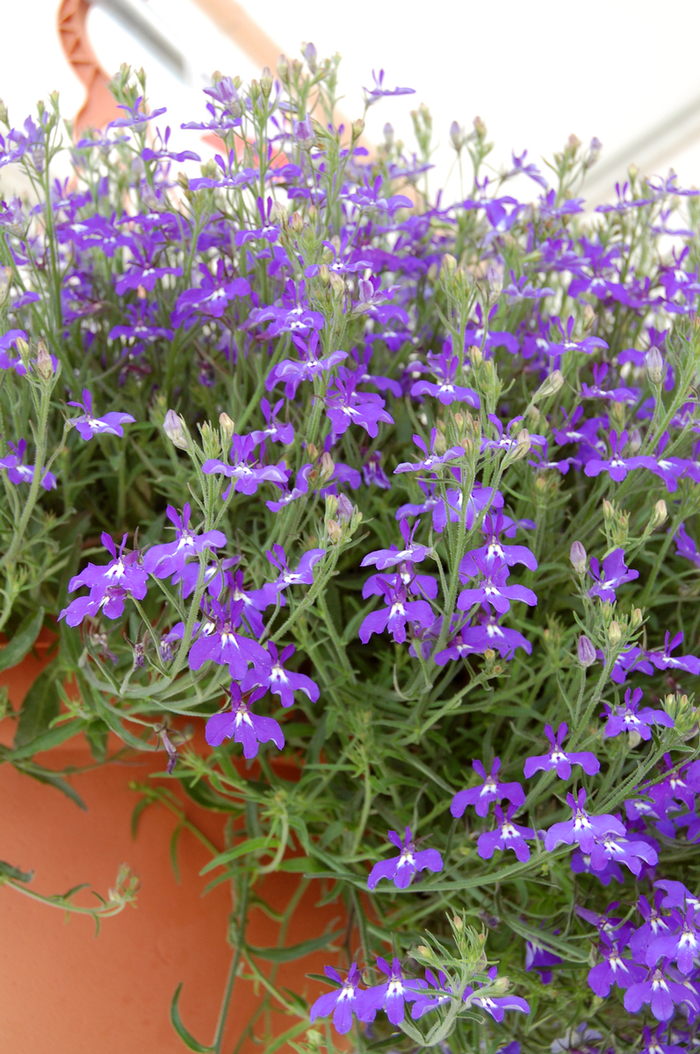 Hot&reg; 'Blue w/Eye' - Lobelia erinus from Robinson Florists