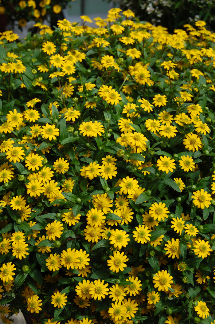 'Sunbini®' Creeping Zinnia - Sanvitalia procumbens from Robinson Florists