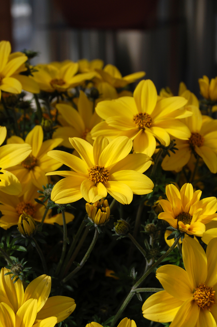 'Bidy Gonzales Yellow' - Bidens ferulifolium from Robinson Florists