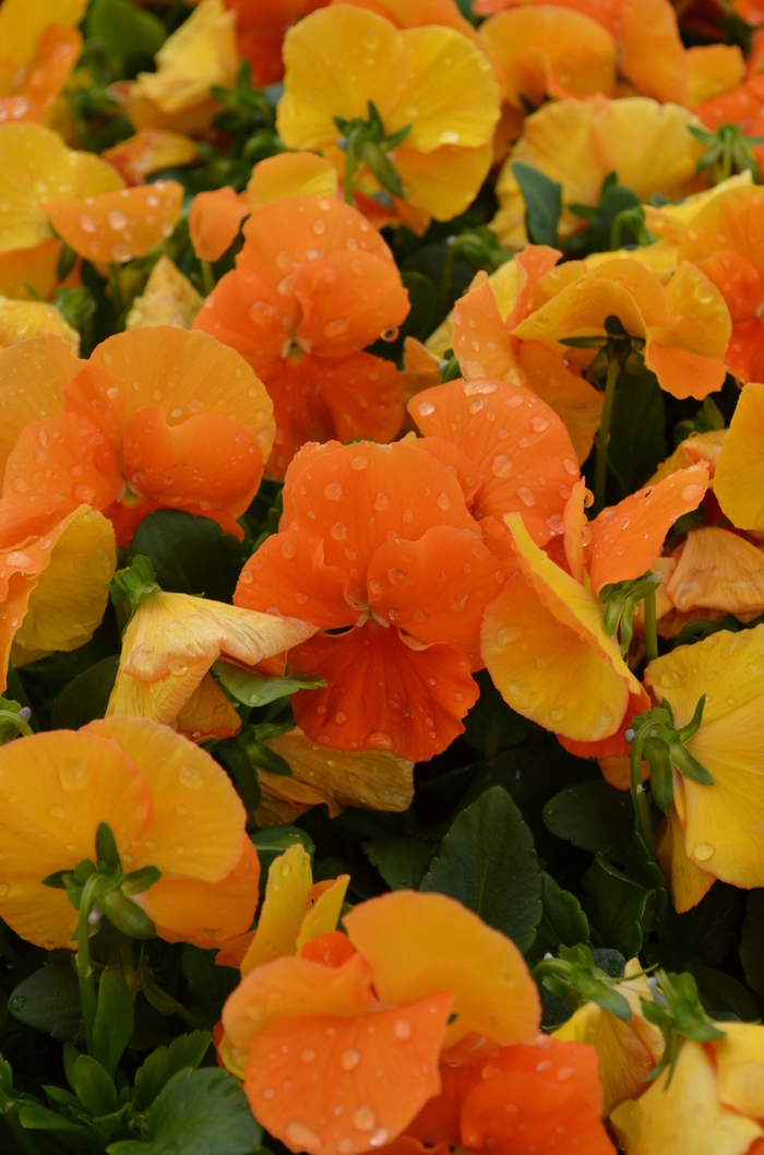 Spring Matrix™ Deep Orange - Viola x wittrockiana (Pansy) from Robinson Florists