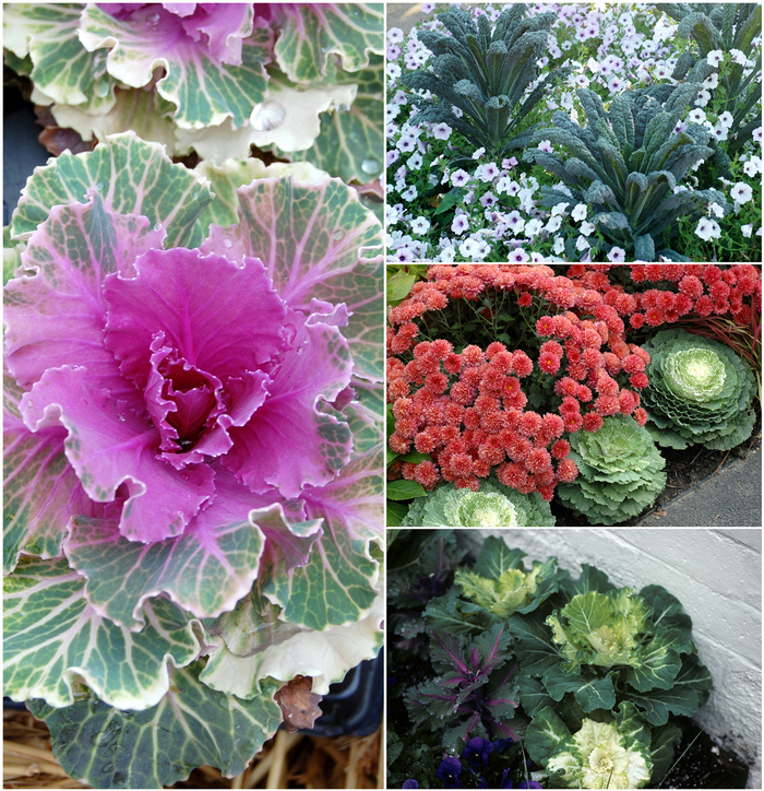 Assorted Flowering Kale & Cabbage - Brassica from Robinson Florists