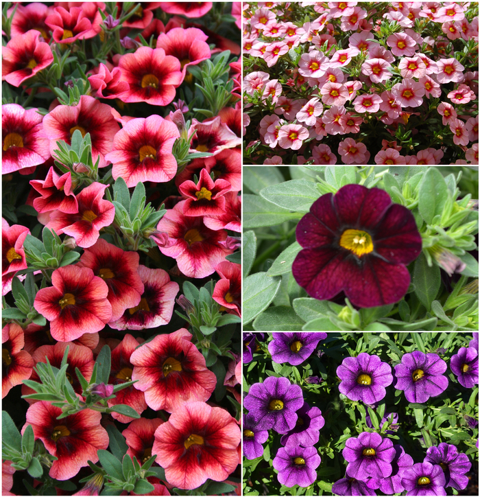 'Multiple Varieties' Assorted, Million Bells - Calibrachoa from Robinson Florists