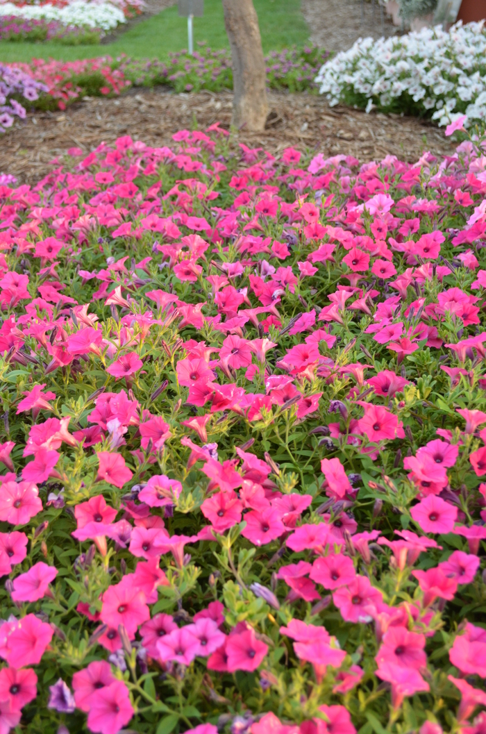 Supertunia Vista® 'Fuchsia' - Petunia from Robinson Florists