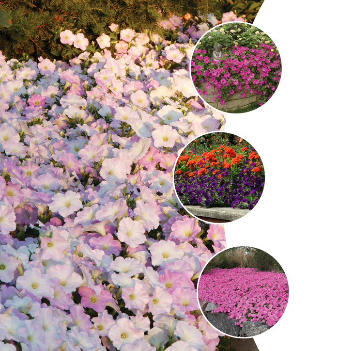 Petunia - Petunia from Robinson Florists
