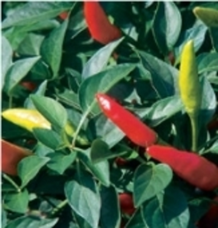 Capsicum annuum | 'Super Chili' Pepper | Robinson Florists