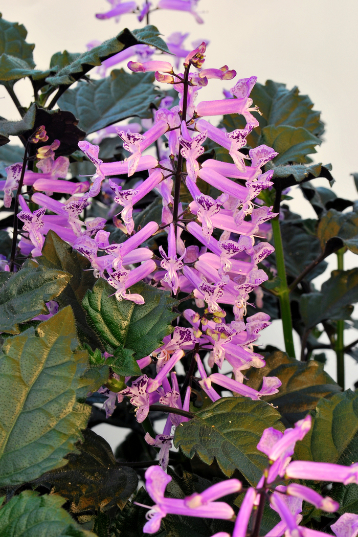 'Velvet Elvis' - Plectranthus from Robinson Florists