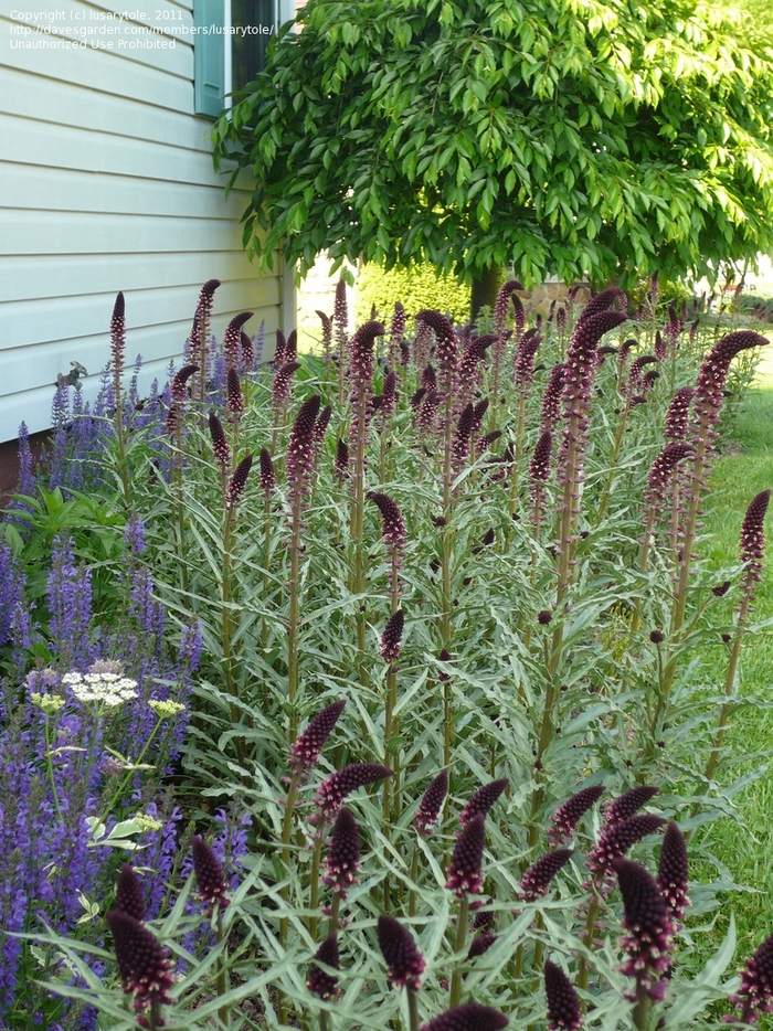 'Beaujolais' Loosestrife - Lysimachia atropurpurea from Robinson Florists