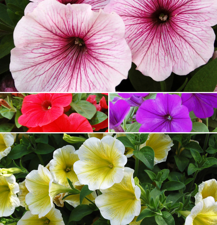 'Surprise Series' - Petunia from Robinson Florists