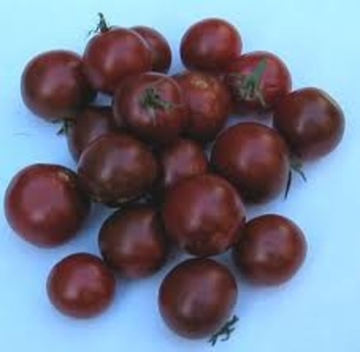 'Black Cherry' Tomato - Lycopersicon esculentum from Robinson Florists