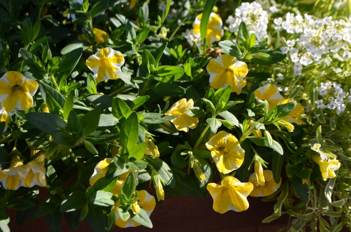 Superbells® 'Lemon Slice' - Calibrachoa from Robinson Florists