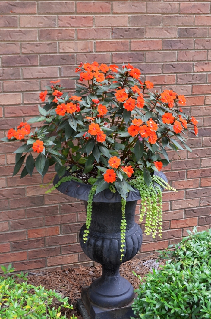 SunPatiens® Electric Orange - Impatiens from Robinson Florists