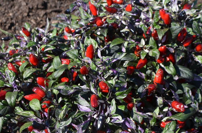 'Calico' Calico Ornamental Pepper - Capsicum annuum from Robinson Florists