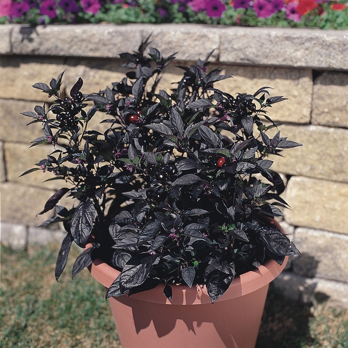 'Black Pearl' Pepper - Capsicum annuum from Robinson Florists