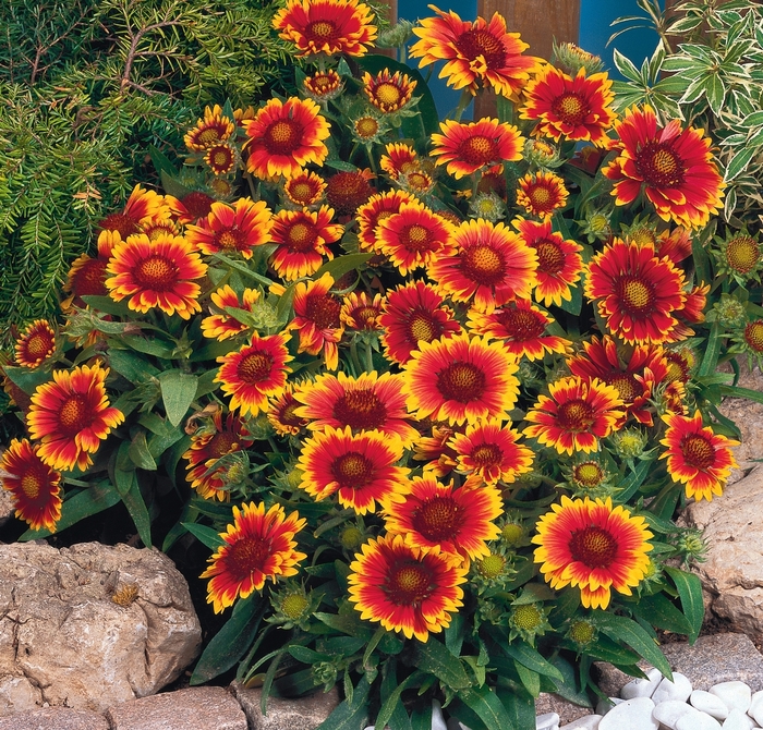 'Arizona Sun' Blanket Flower - Gaillardia from Robinson Florists