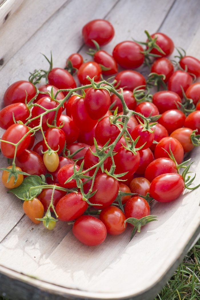 'Fantastico' Tomato, Grape - Lycopersicon esculentum from Robinson Florists