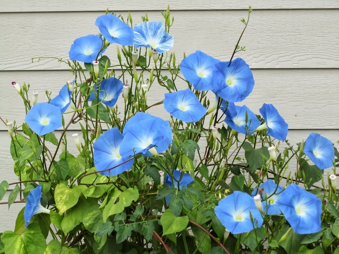 'Heavenly Blue' Morning Glory - Ipomoea tricolor from Robinson Florists