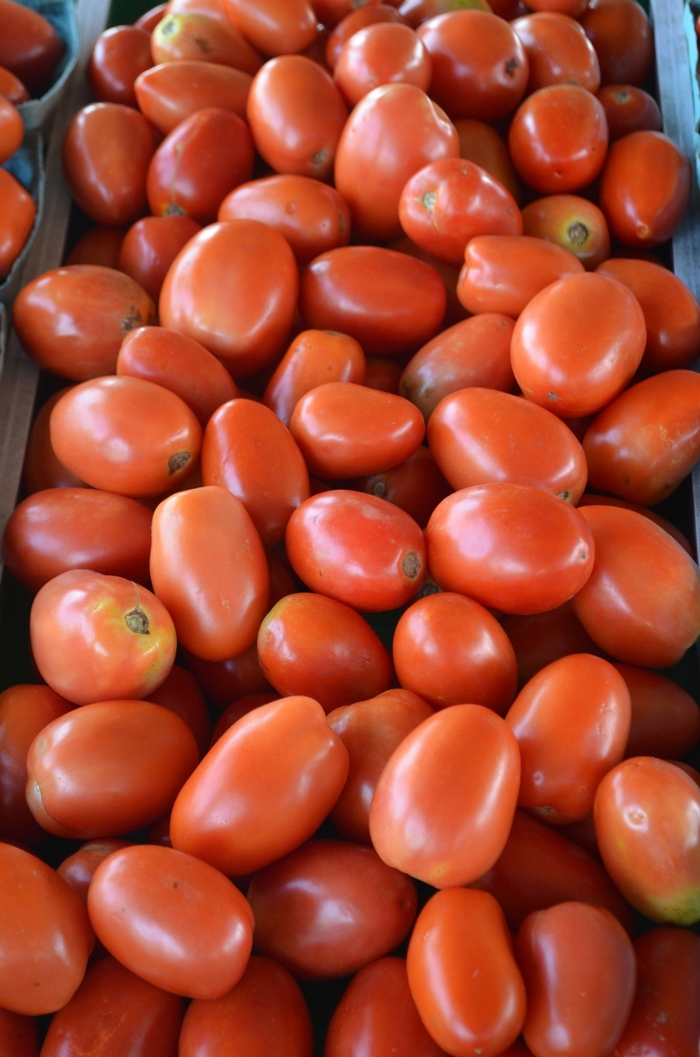 'Roma' Plum Tomato - Lycopersicon esculentum from Robinson Florists