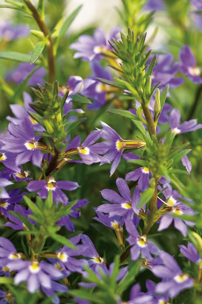 Whirlwind® 'Blue' - Scaevola aemula (Fan Flower) from Robinson Florists