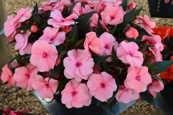 'Magnum Pink' New Guinea Impatiens - Impatiens from Robinson Florists