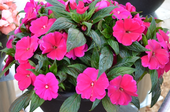 'Magnum Purple' New Guinea Impatiens - Impatiens from Robinson Florists