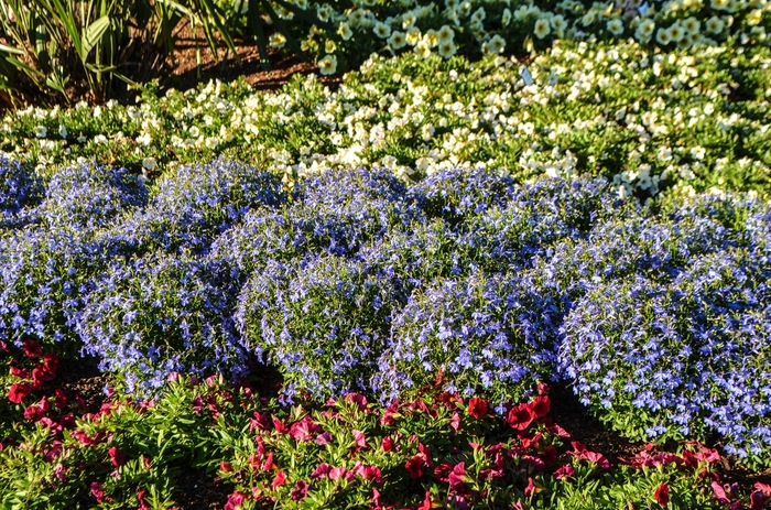 'Bella Aqua' - Lobelia erinus from Robinson Florists