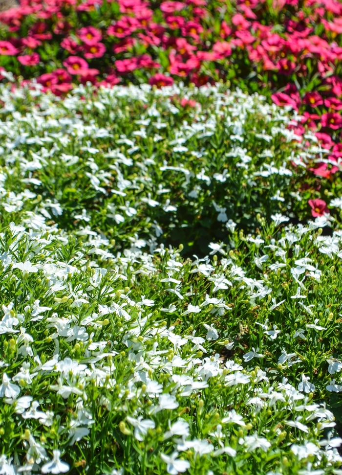 Hot&reg; 'Igloo' - Lobelia erinus (Trailing Lobelia) from Robinson Florists