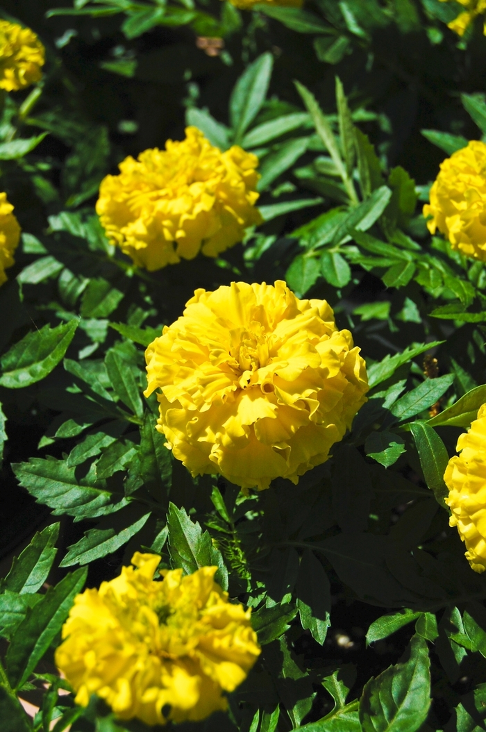 Inca II™ 'Yellow' - Tagetes erecta (African Marigold) from Robinson Florists