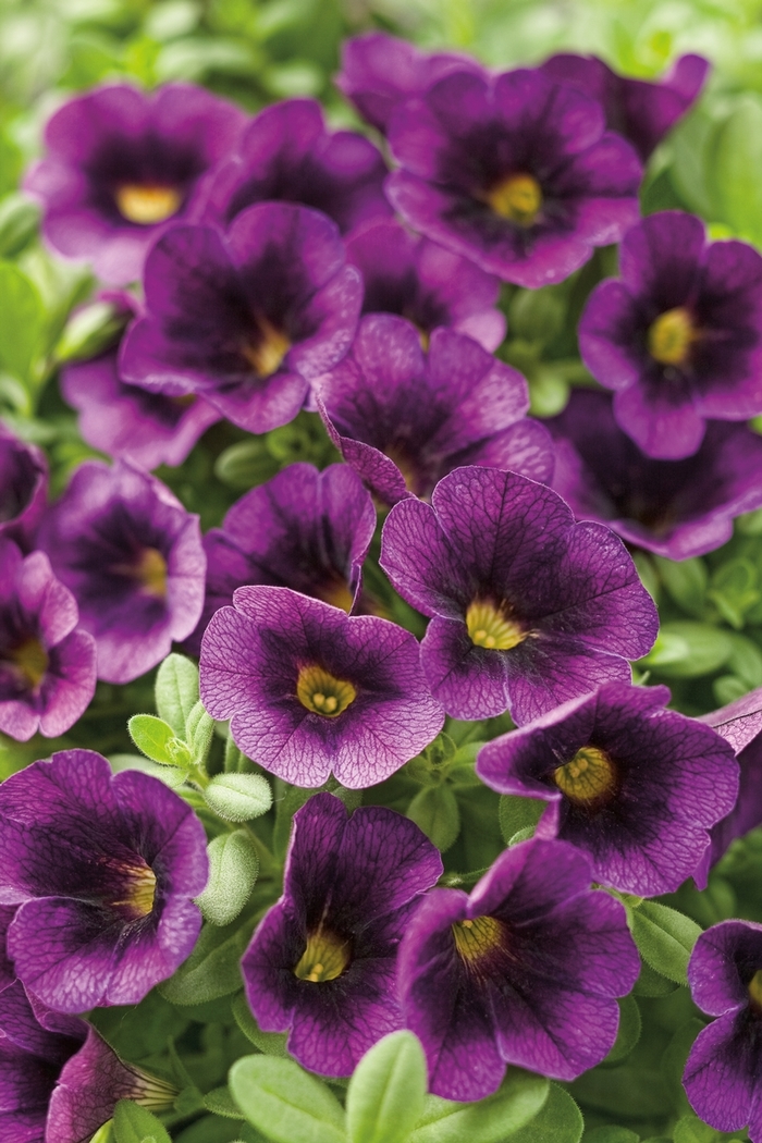 Superbells® 'Grape Punch™' - Calibrachoa from Robinson Florists