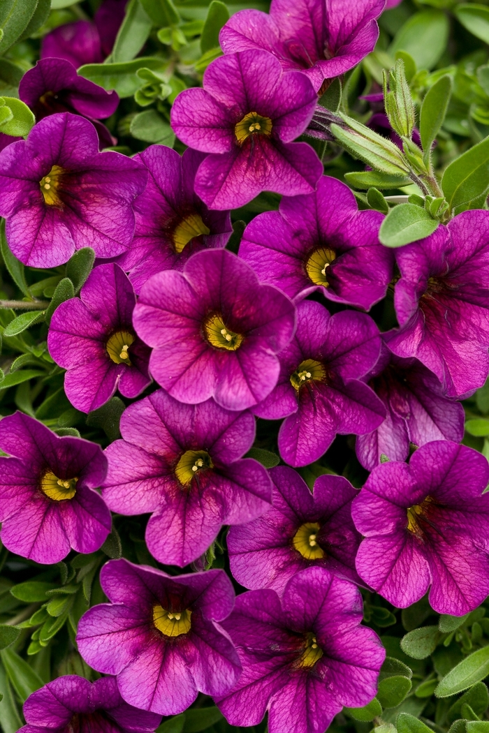 Superbells® 'Plum' - Calibrachoa from Robinson Florists