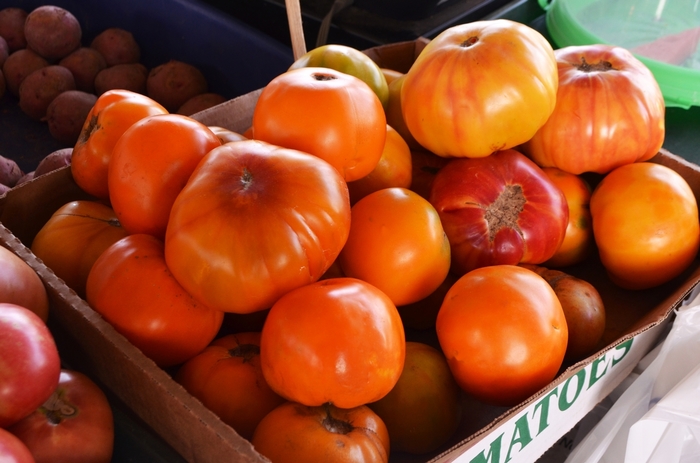 'Mr. Stripey' Heirloom Tomato - Lycopersicon esculentum from Robinson Florists