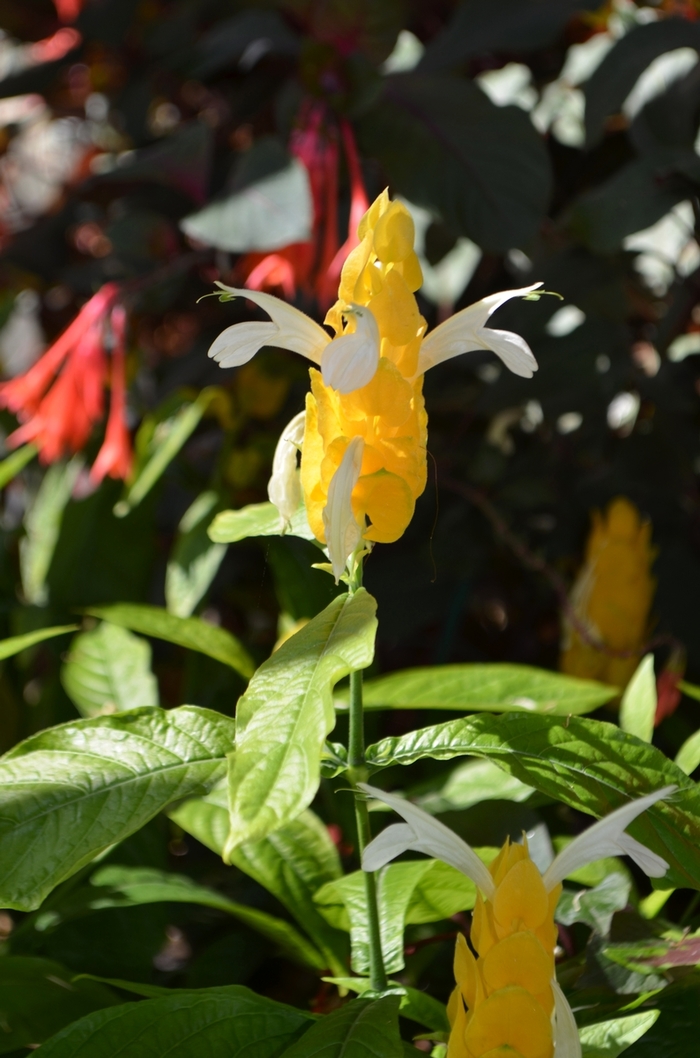 Golden Shrimp Plant - Pachystachys lutea from Robinson Florists