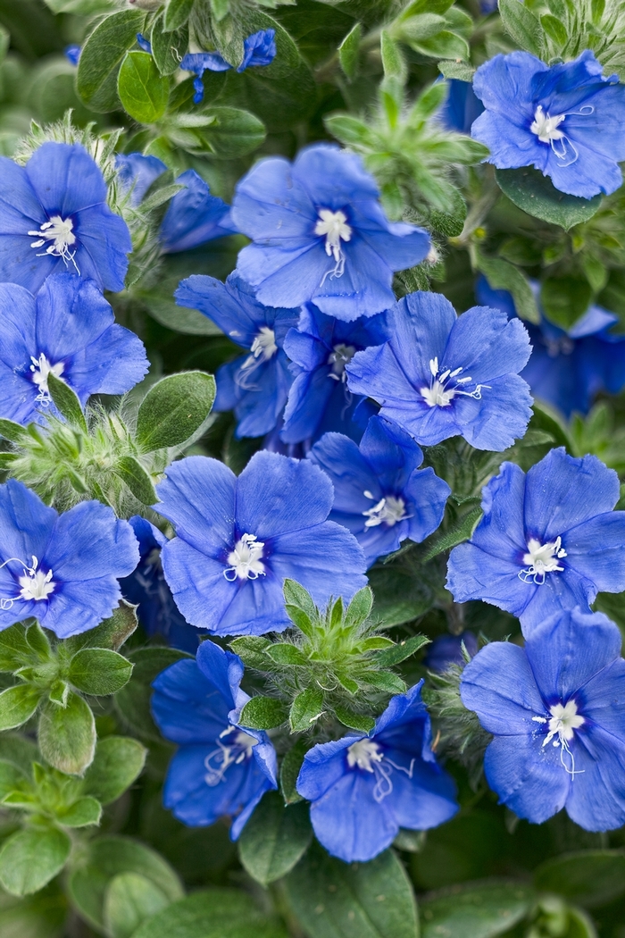 'Blue My Mind® XL' Dwarf Morning Glory - Evolvulus from Robinson Florists