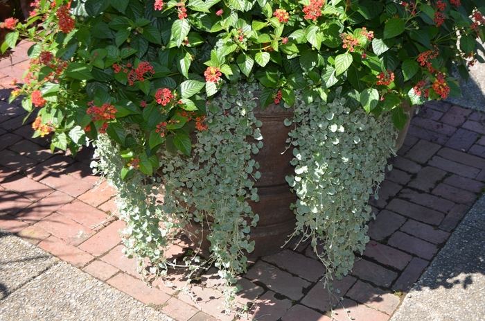 'Silver Falls™' - Dichondra argentea from Robinson Florists