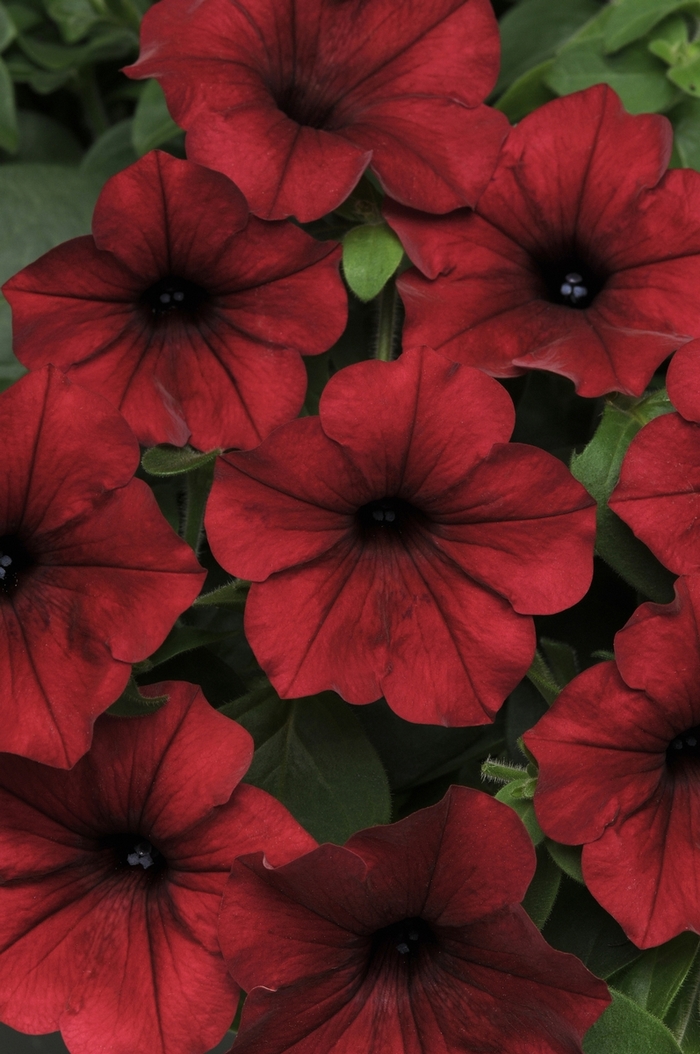 Tidal Wave® Red Velour - Petunia (Spreading Petunia) from Robinson Florists