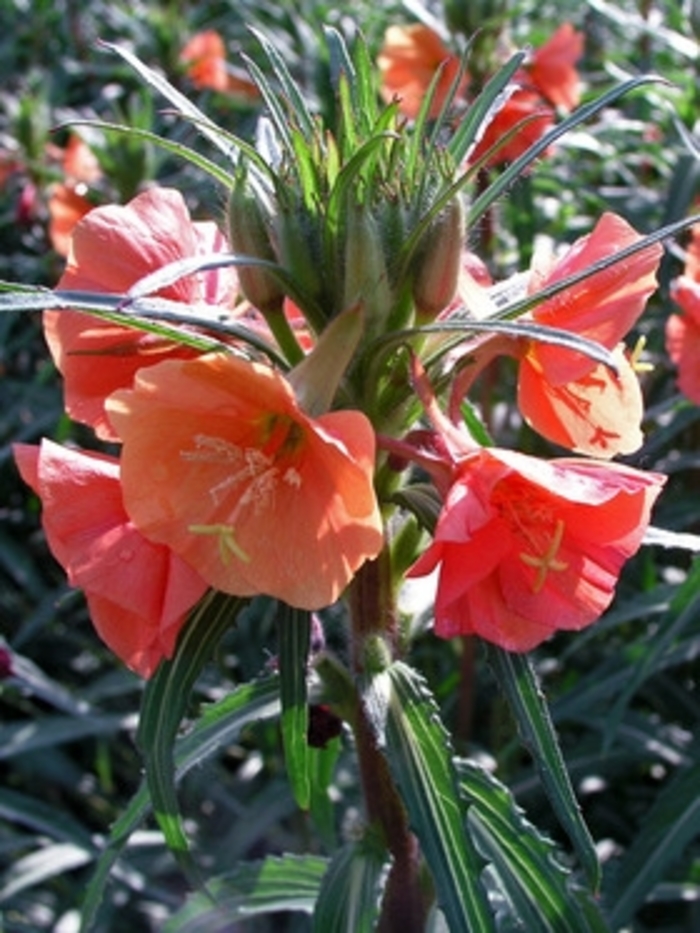 'Sunset Boulevard' Sundrop - Oenothera versicolor from Robinson Florists